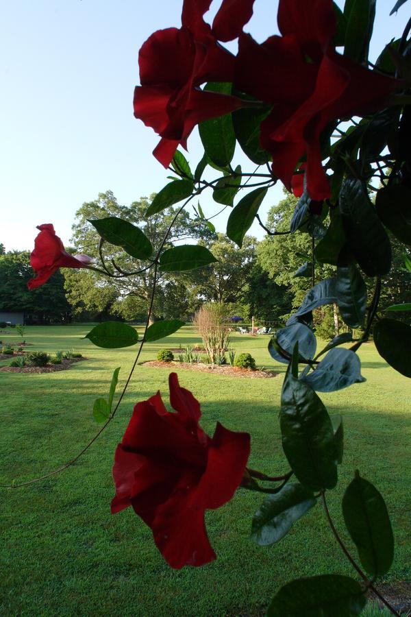 Seven Oaks Bed & Breakfast Highpoint Εξωτερικό φωτογραφία